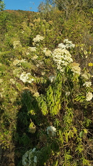 Ageratina liebmannii