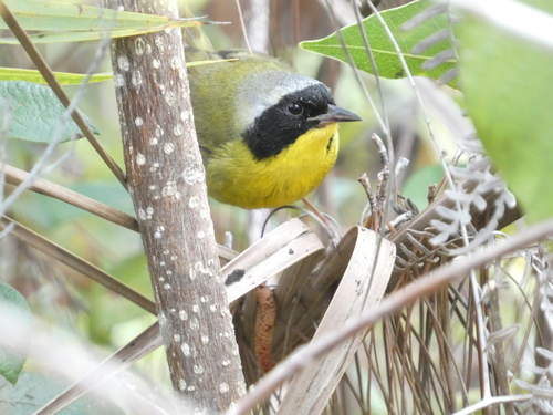 Bahama Yellowthroat (Geothlypis rostrata)