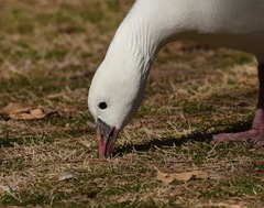 Anser caerulescens × rossii