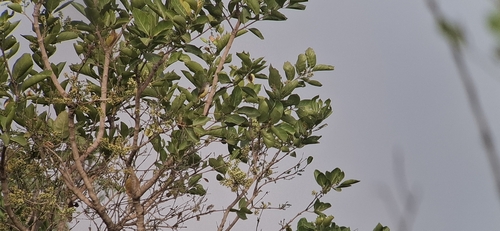 Senegal Eremomela (Eremomela pusilla), photo 1