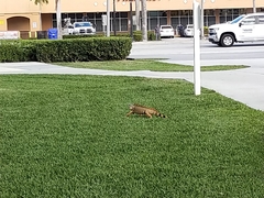 Iguana iguana