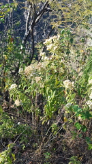 Ageratina liebmannii