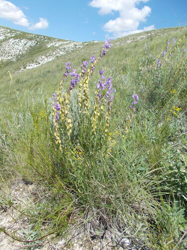 chalk milkwort (Polygala cretacea)