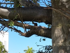 Sciurus carolinensis