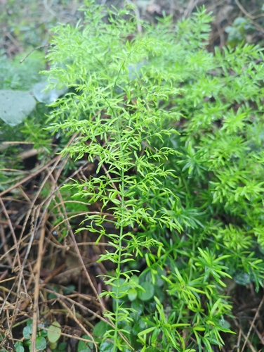 Asparagus aethiopicus observed 2026-02-23