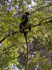 Cercopithecus ascanius schmidti