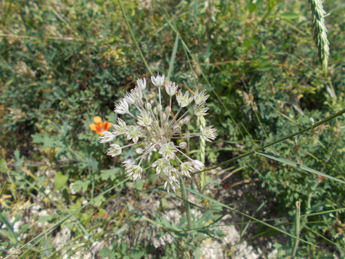 Allium delicatulum, photograph 2