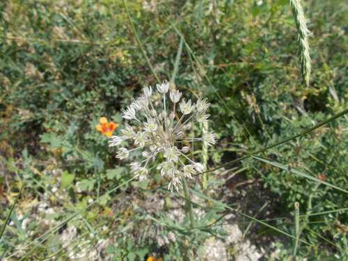 Allium delicatulum, photograph 3