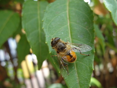 Eristalis tenax