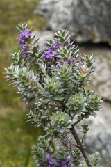 Amphithalea imbricata