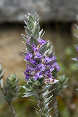 Amphithalea imbricata