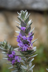 Amphithalea imbricata