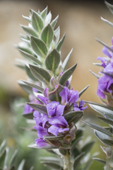 Amphithalea imbricata