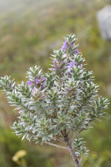 Amphithalea imbricata