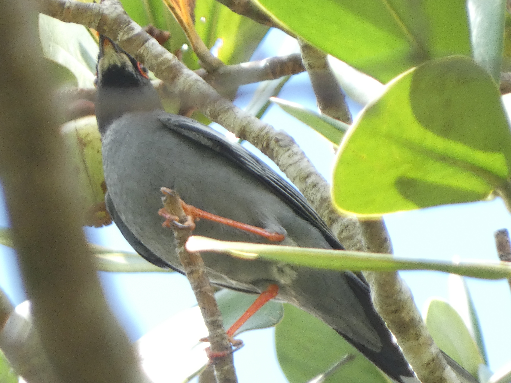 Western Red-legged Thrush (Turdus plumbeus), photo 8