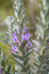 Amphithalea imbricata