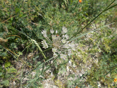 Allium delicatulum, photograph 1