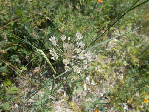 Allium delicatulum