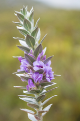 Amphithalea imbricata