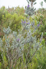 Amphithalea imbricata