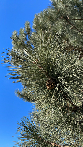 red pine