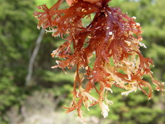 Gracilaria foliifera