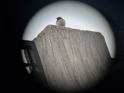 Arabian Wheatear