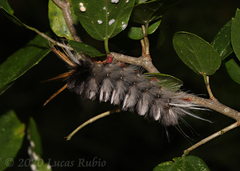 Halysidota ruscheweyhi