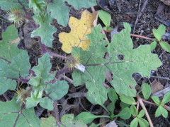 Solanum campechiense