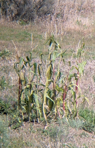 Maize