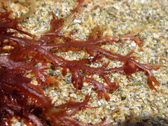 Gracilaria foliifera