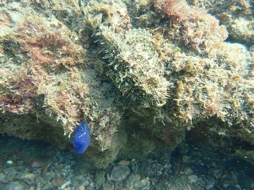Photo of Pacific scorpionfish (Scorpaena mystes)
