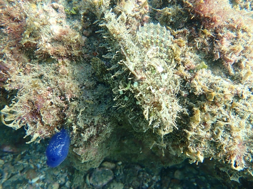 Photo of Pacific scorpionfish (Scorpaena mystes)