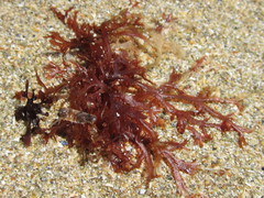 Gracilaria foliifera