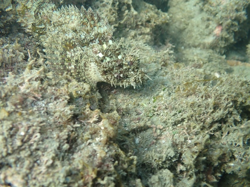 Pacific spotted scorpionfish (Scorpaena mystes) — Scorpaenidae