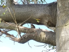 Sciurus carolinensis