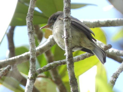 Cuban Pewee (Contopus caribaeus), photo 7