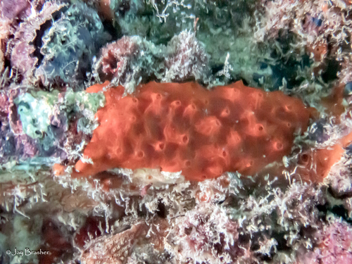 Niphates arenata