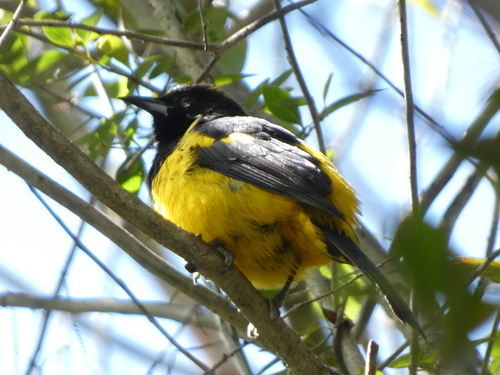 Bahama Oriole (Icterus northropi), photo 3