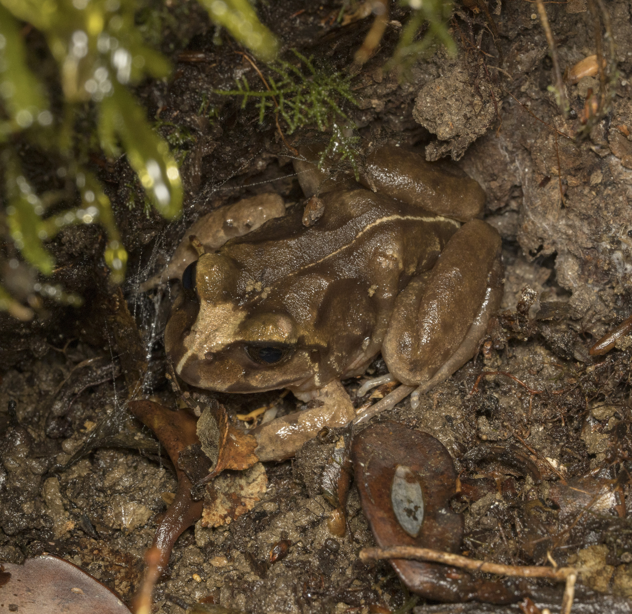 Eupsophus vertebralis Grandison, 1961