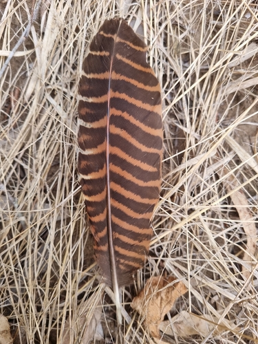 Pheasant Coucal (Centropus phasianinus), photo 7