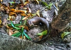 Broadleysaurus major