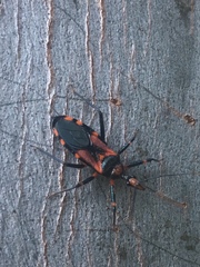 Havinthus rufovarius