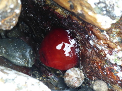 Actinia