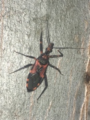 Havinthus rufovarius