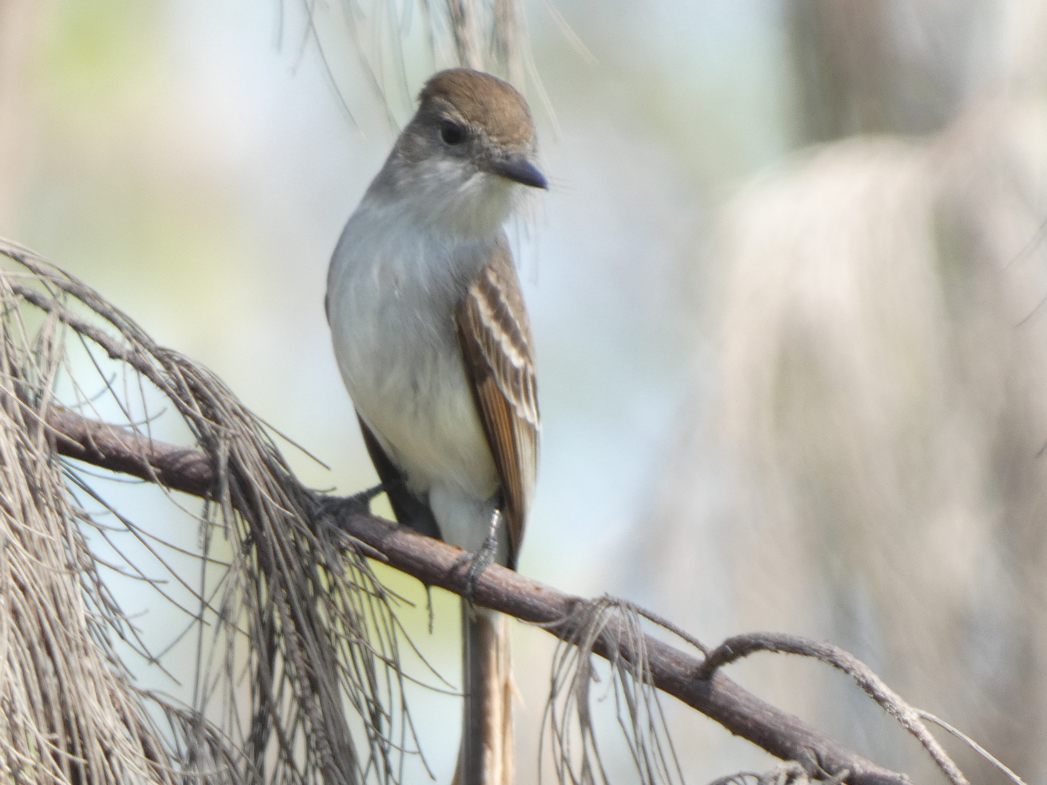 La Sagra's Flycatcher (Myiarchus sagrae), photo 10