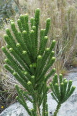 Aspalathus capitata