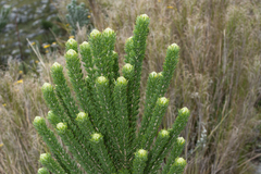 Aspalathus capitata