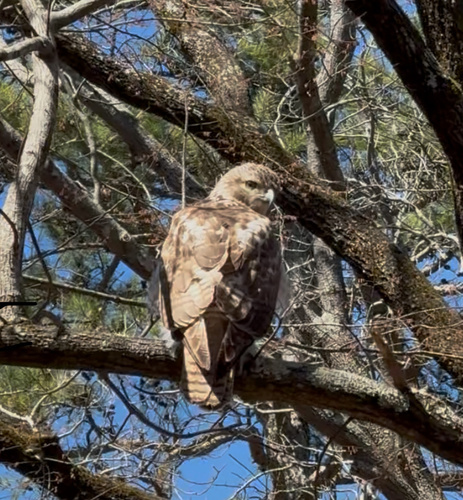 Red-tailed Hawk