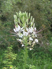 Cleome spinosa